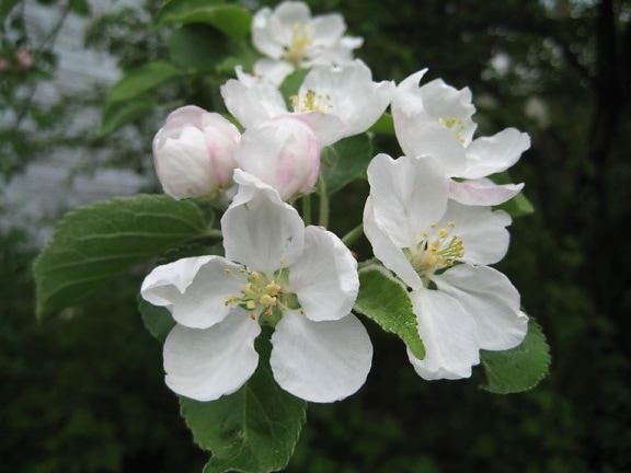 ябълковото дърво, клонове, цветна пъпка, бели цветя, храст, природата, Пролет, растителна, цвете, цвят