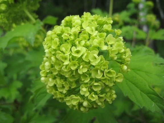 cluster, flower bud, flower garden, greenish yellow, hydrangea, plant, nature, shrub, flora, leaf