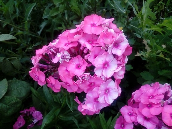 bloementuin, roze, boeket, lente, Hortensia, struik, bloemblad, genegenheid, roze, tuin