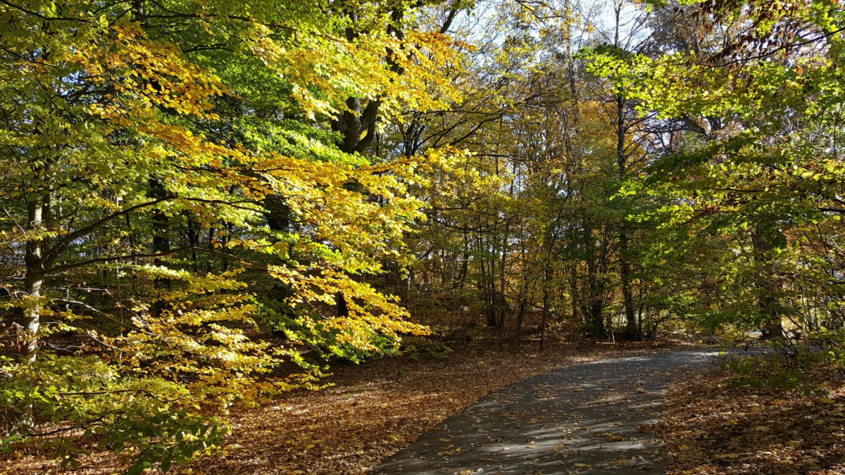 őszi szezon, vidéken, erdei út, ősz, fa, növény, levél, fák, fa, táj