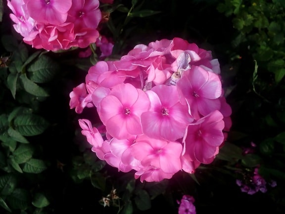 Hortensia, pétalos de, rosado, resorte, arbusto, Pétalo, rosa, Jardín, flora