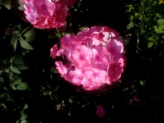 flori de gradina, flori, frunze verzi, hortensie, roz, umbra, primavara, arbust, petale, petale