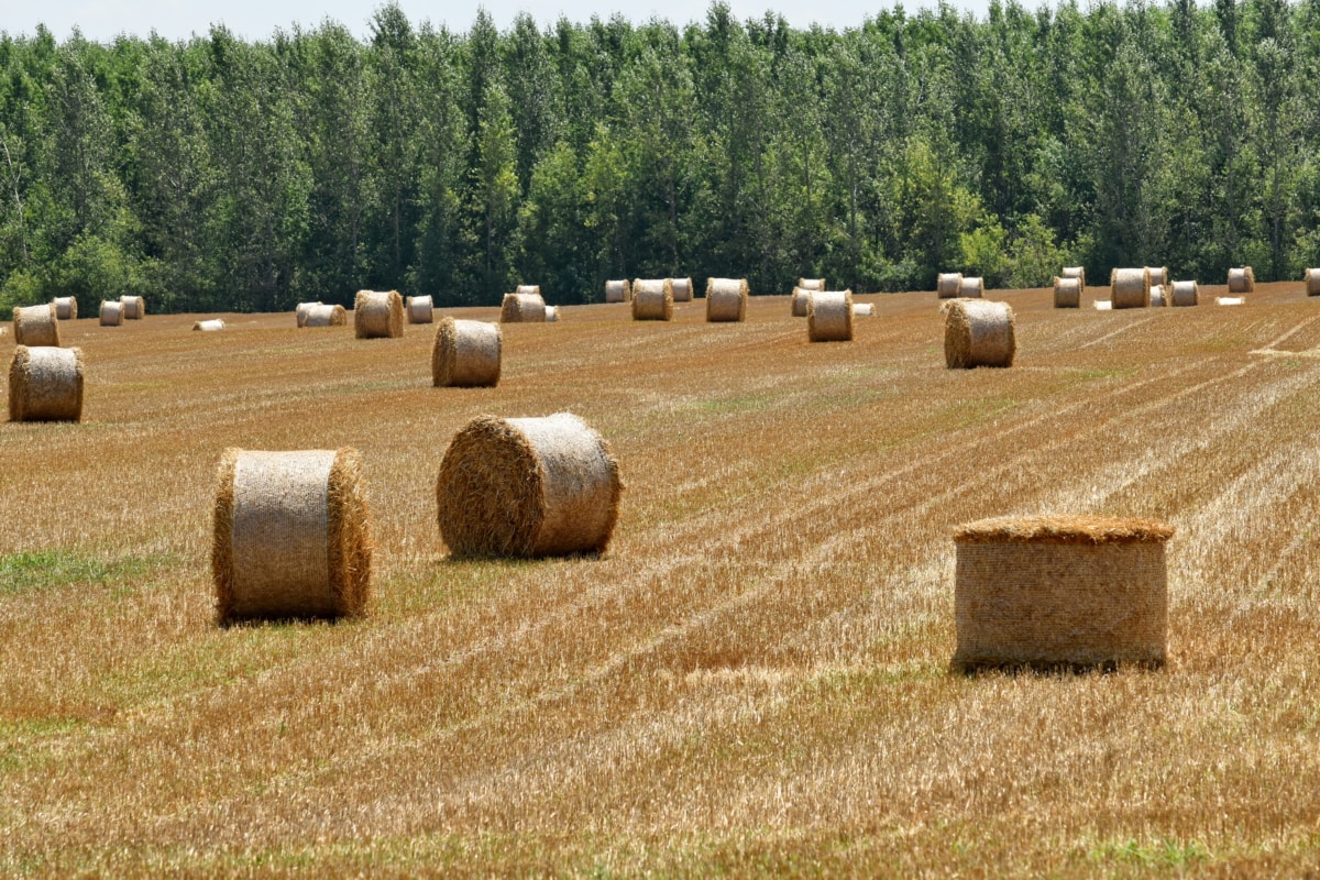 poľnohospodárstvo, jeseň, Bale, obilnín, kruh, oblak, vidiek, plodín, suché, poľnohospodárstvo