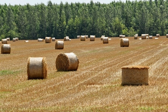 agriculture, autumn, bale, cereal, circle, cloud, countryside, crop, dry, farming