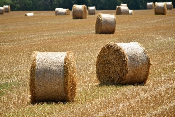 haystack, agriculture, bale, circle, cloud, countryside, crop, dry, farmland, field
