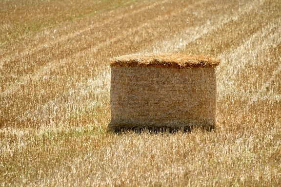 hay field, agriculture, bale, brown, countryside, farmland, field, grass, hay, land