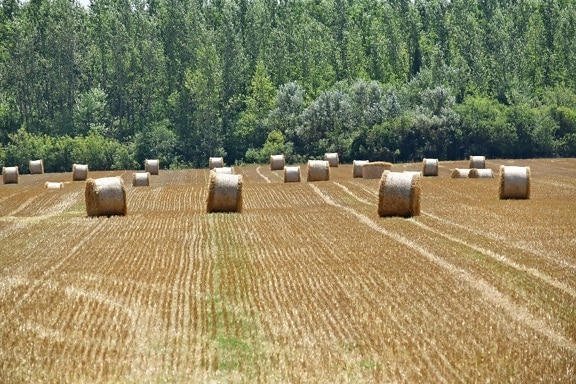 hay field, haystack, agricultural, agriculture, bale, circle, countryside, dry, farmland, feed