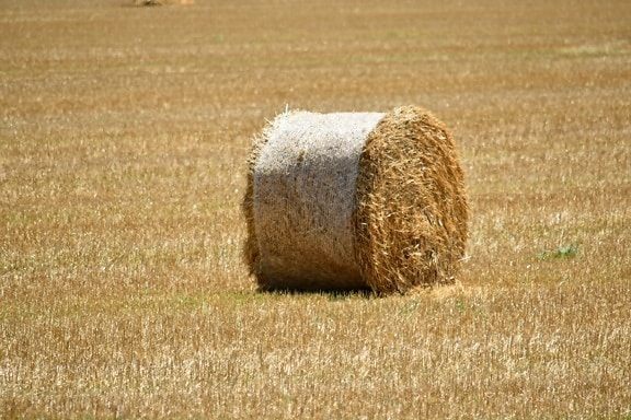 agriculture, bale, circle, countryside, dry, farmland, field, grass, harvest, hay