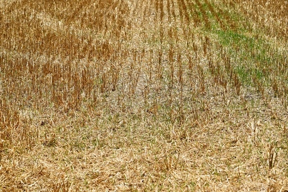 农业, 夏季, 麦片, 植物, 字段, 稻草, 小麦, 农村, 土壤, 性质