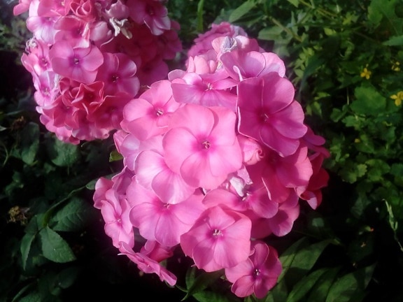 bloementuin, struik, lente, Hortensia, bloemblad, roze, tuin, gras, bloem, bloemen