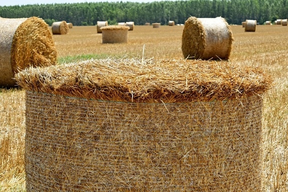 agriculture, bale, barley, cereal, circle, countryside, dry, farmland, field, grass