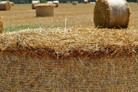 agriculture, countryside, farmland, field, grass, harvest, hay, haystack, land, landscape