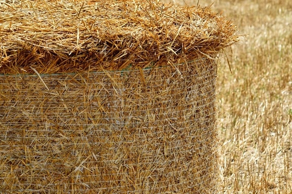 close-up, hay field, summer season, agriculture, bale, countryside, farming, farmland, field, grass