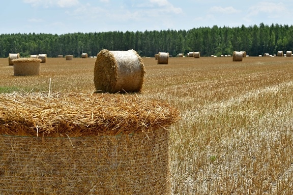 farmland, hay, hay field, haystack, soil, agriculture, circle, countryside, dry, farm