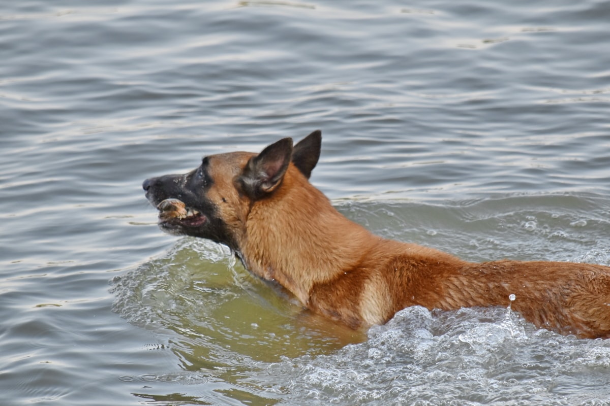 Němčina, pastevecký pes, plavání, zvíře, zvířata, hnědá, psí, masožravec, fajn, pes