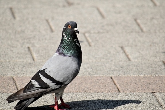 beautiful, pavement, pigeon, shadow, feather, beak, dove, bird, wildlife, nature