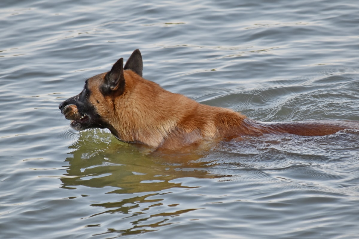 плуване, програма за обучение, вода, куче, животните, овчарско куче, природата, мокър, кученце, кучешки