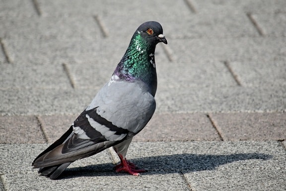 pavement, urban area, pigeon, bird, feather, beak, wildlife, nature, asphalt, street