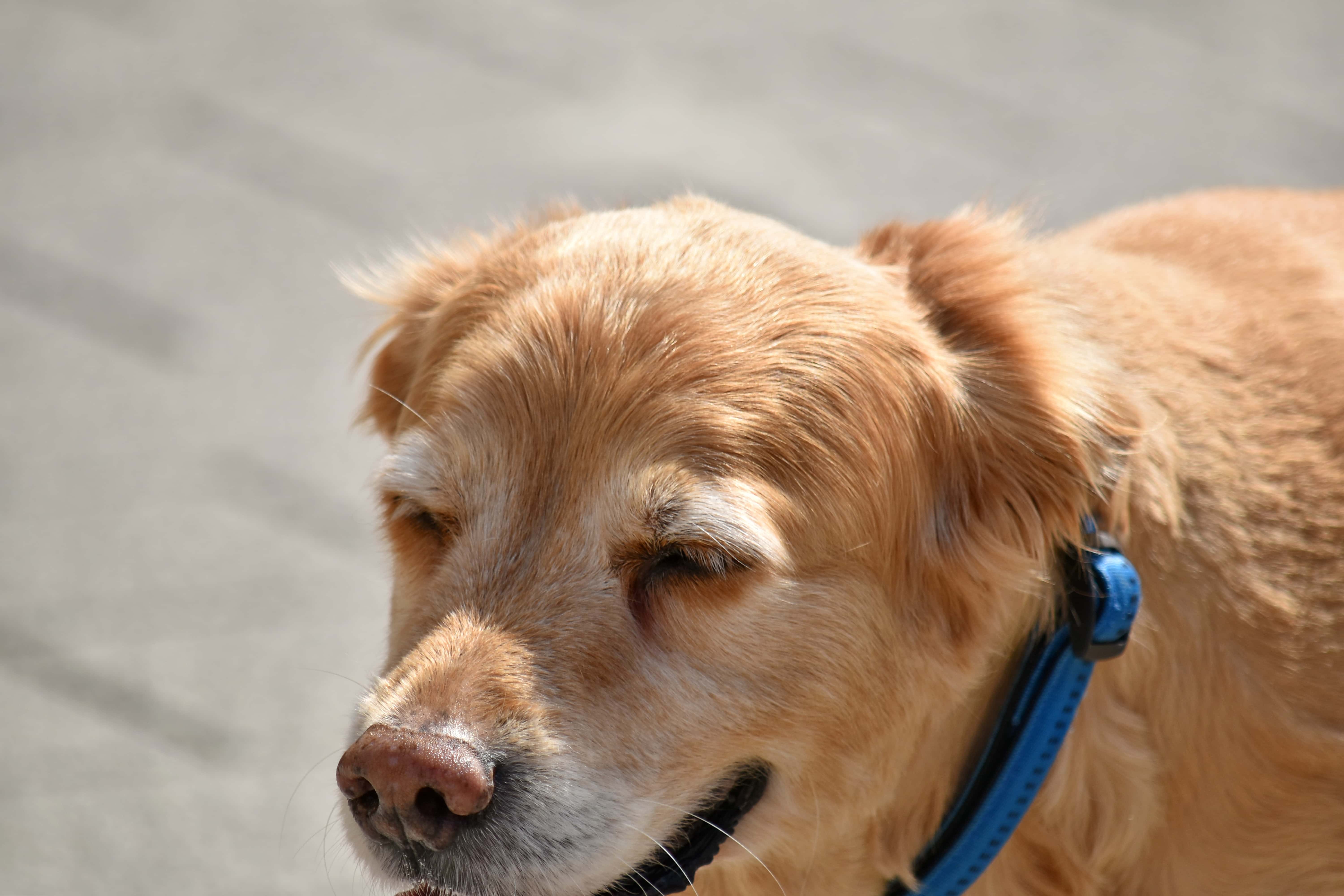 フリー写真画像 美しい かわいい 犬 明るい茶色 血統 純血種 子犬 犬 ペット 狩猟犬