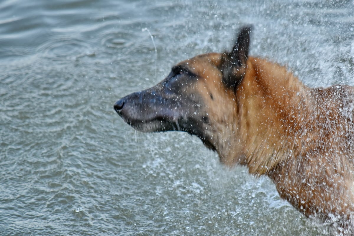 tắm, chuyển động, phong trào, Shepherd dog, ẩm ướt, con chó, nước, động vật, răng nanh, Thiên nhiên