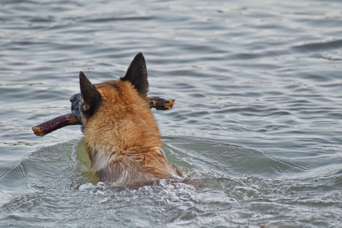 câine de vânătoare, Ciobanescul, înot, program de formare, apa, animale, câine, natura, Râul, umed