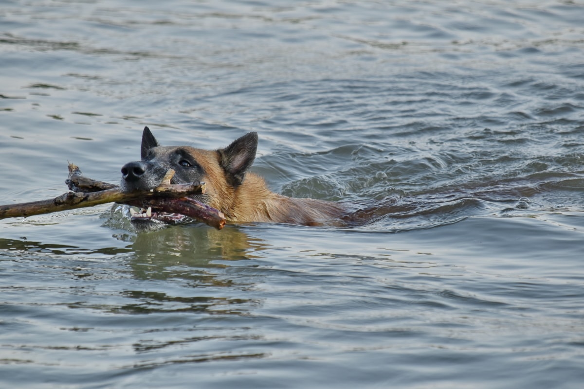 lovački pas, tijekom, program obuke, voda, pastirski pas, životinja, rijeka, pas, priroda, mokro