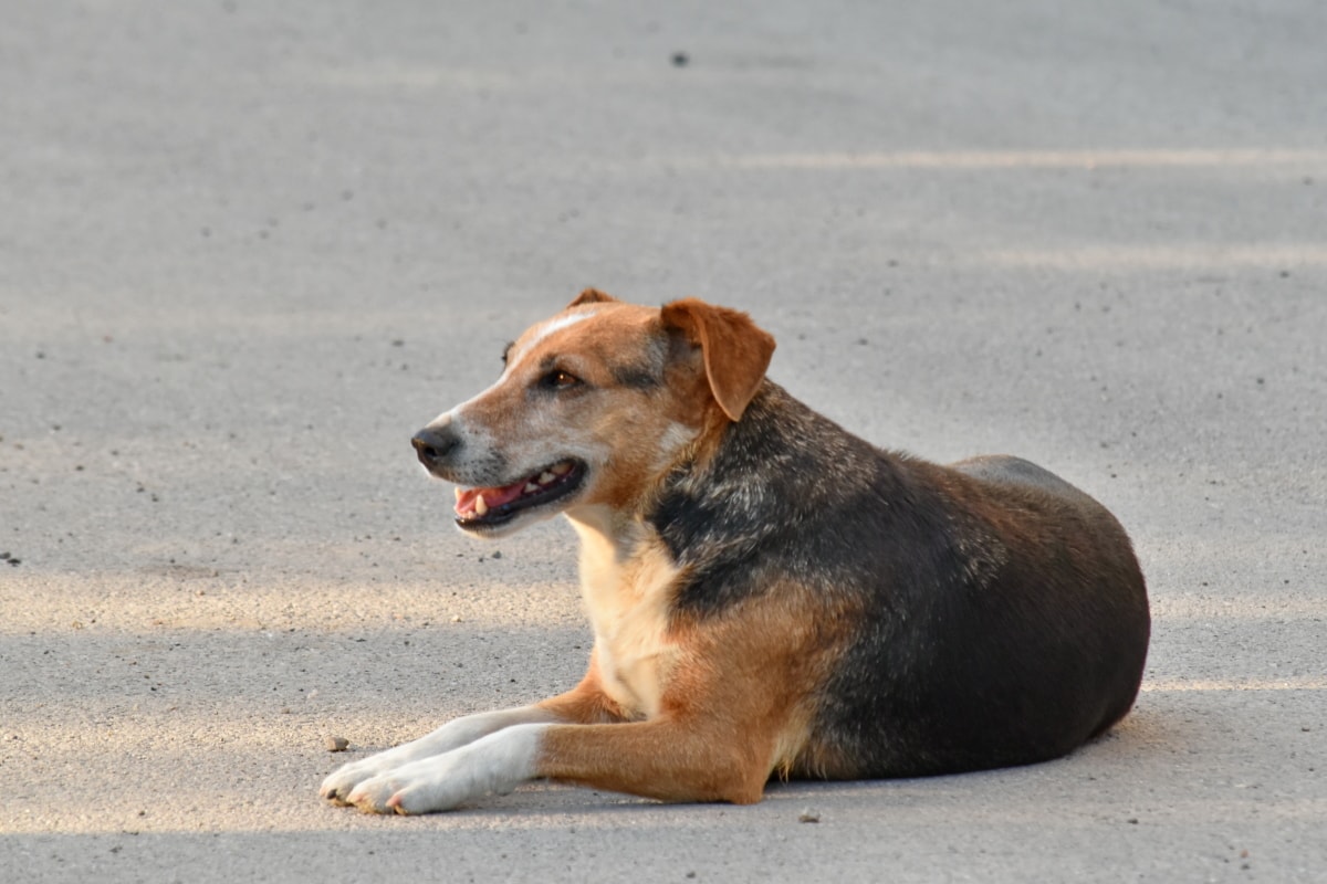 asfalto, que fixa, cão, animal de estimação, bonito, animal, ao ar livre, praia, sozinho, olhando