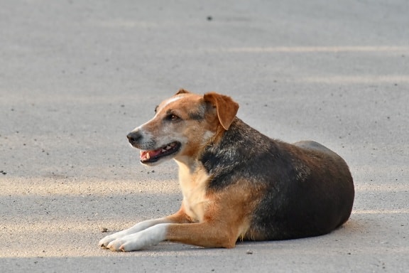 asphalt, laying, dog, pet, cute, animal, outdoors, beach, alone, looking