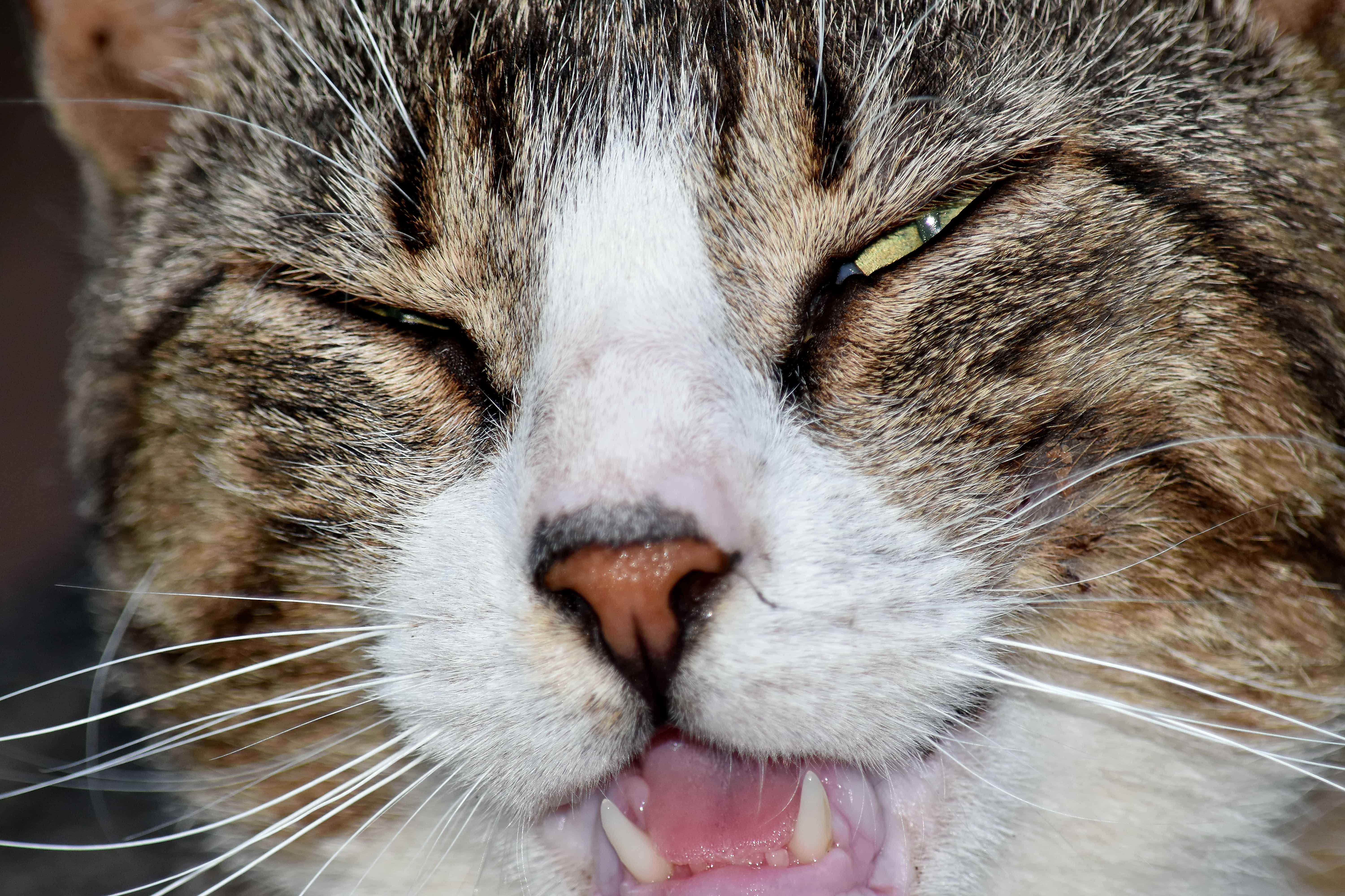 动物 猫 特写 - Pixabay上的免费照片 - Pixabay