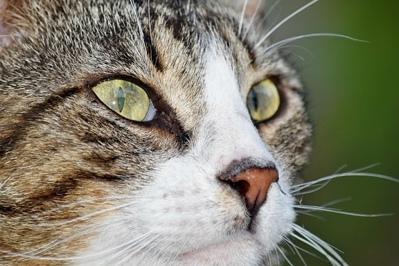 până aproape, pisici domestice, ochii, portret, vedere laterala, animale, mustăţi, ochi, pisica, pisoi