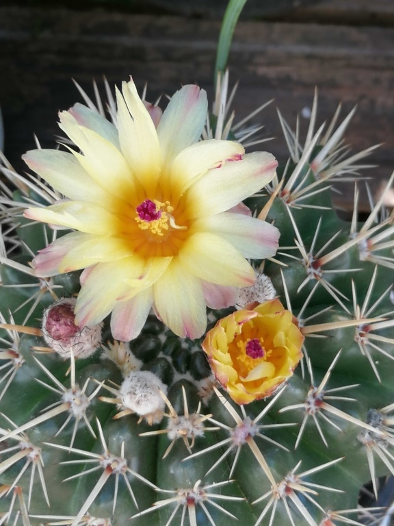 cactus, cu flori, floare, flora, ascuțit, suculente, plante, coloanei vertebrale, natura, vara