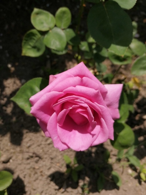 Giardino, Rose, arbusto, petalo, foglia, rosa, pianta, fiore, rosa, natura