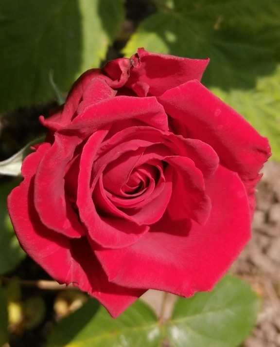 close-up, detail, petals, red, rose, bud, shrub, garden, blossom, day