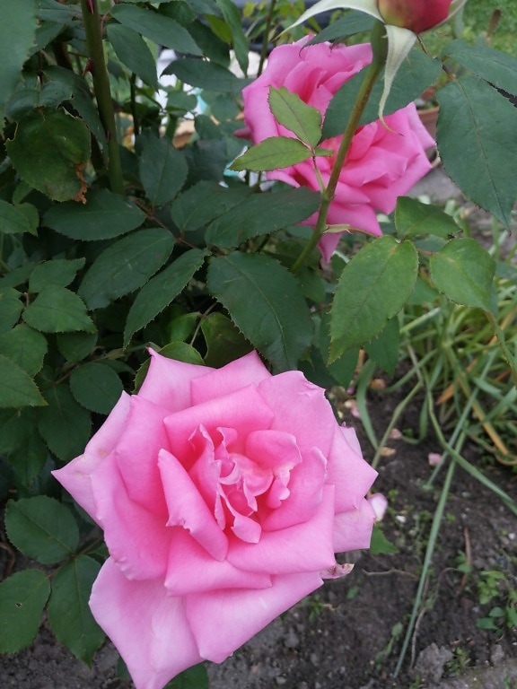 Detaljer, trädgårdsodling, Rosa, rosor, buske, blad, blomma, Anläggningen, rosa, ökade