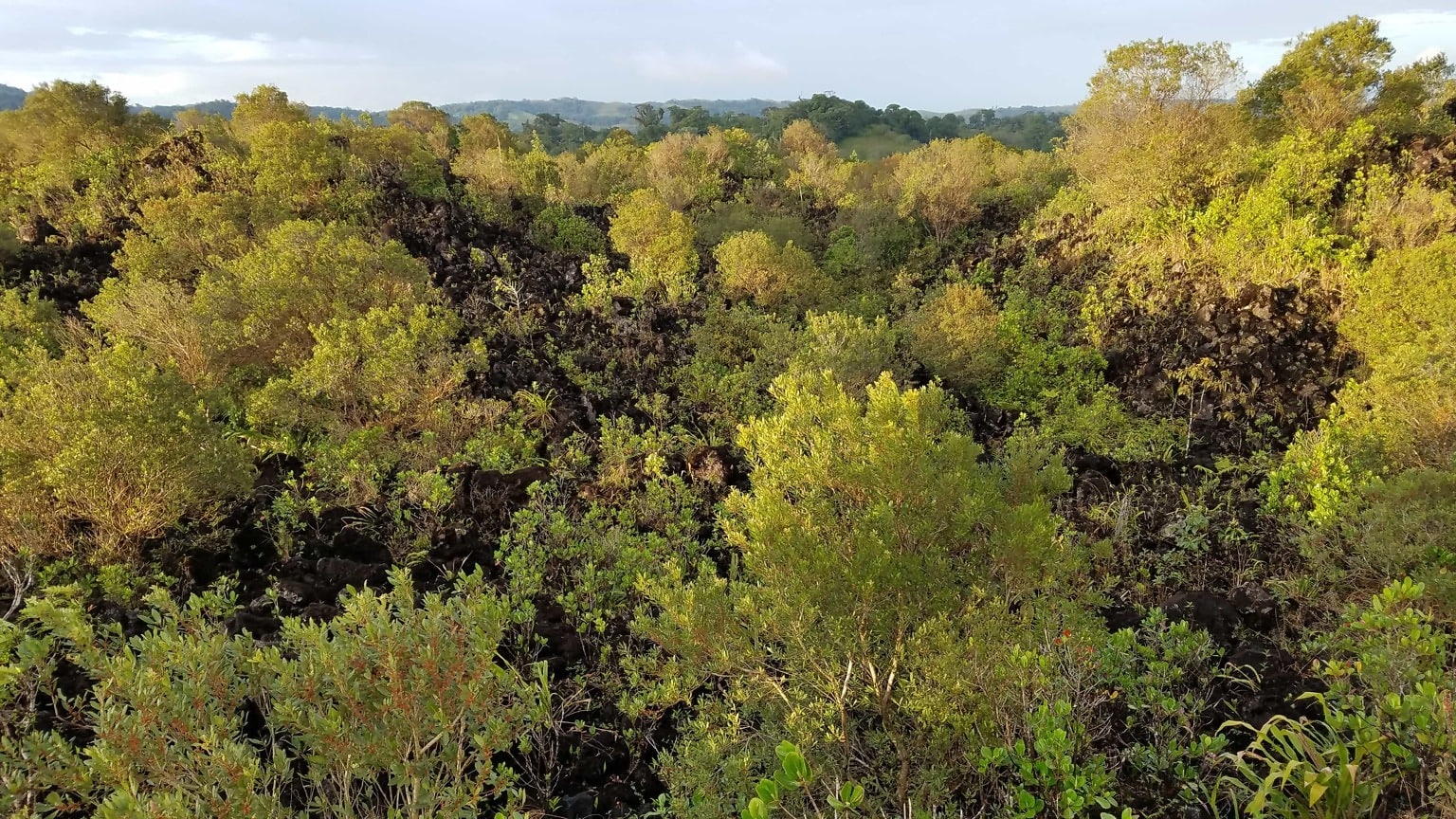 Какая почва в вечнозеленых лесах. Панорама леса. Вечнодикий лес. Rainforest Panorama.