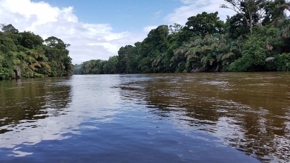 Free picture: flood, rainforest, river, tropical, landscape, shore ...