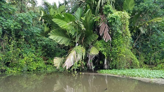 palm, rainforest, plant, banana, nature, leaf, water, tree, wood, tropical