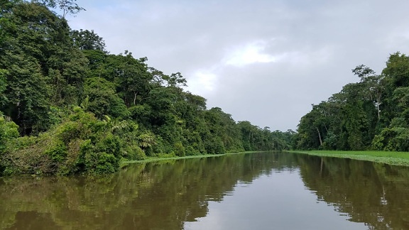 river, channel, nature, tree, water, landscape, wood, tropical, outdoors, rainforest