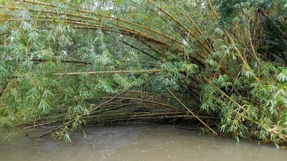 bambus, déšť, deštný prales, letní sezona, bažina, tropický, voda, Les, list, strom