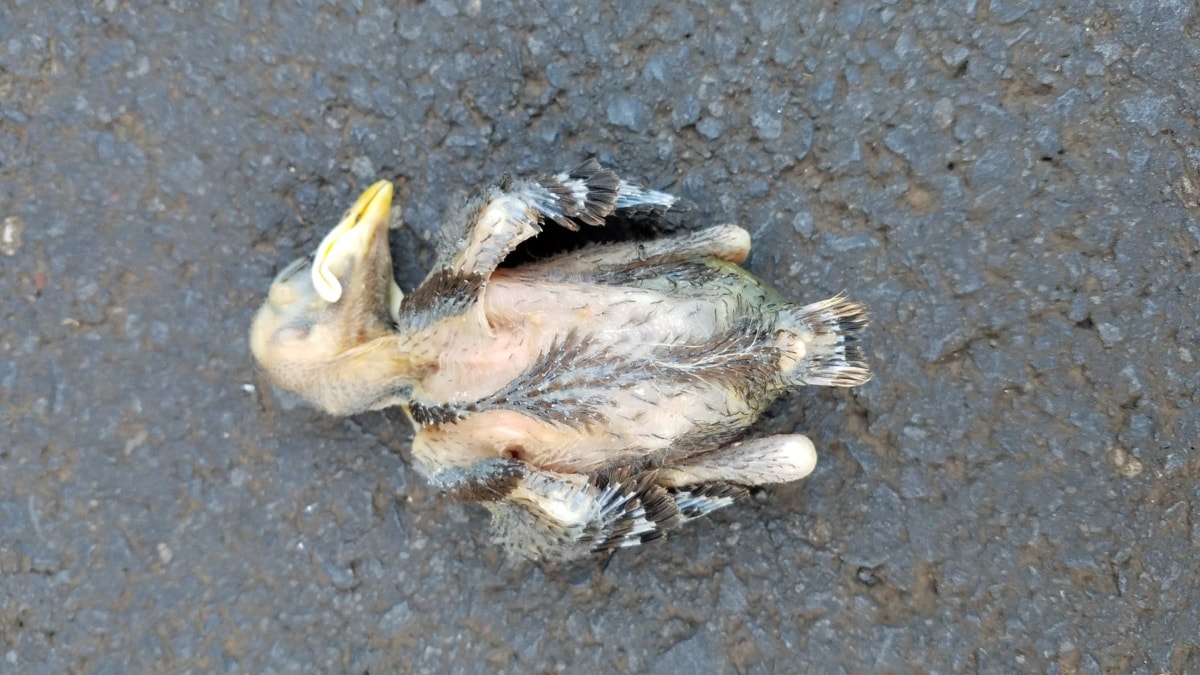 bird, chick, concrete, death, little, nature, young, animal, outdoors, wildlife