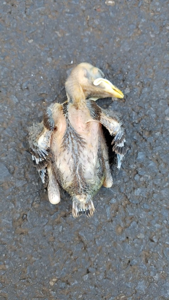 bird, chick, concrete, death, little, nature, young, animal, outdoors, wildlife