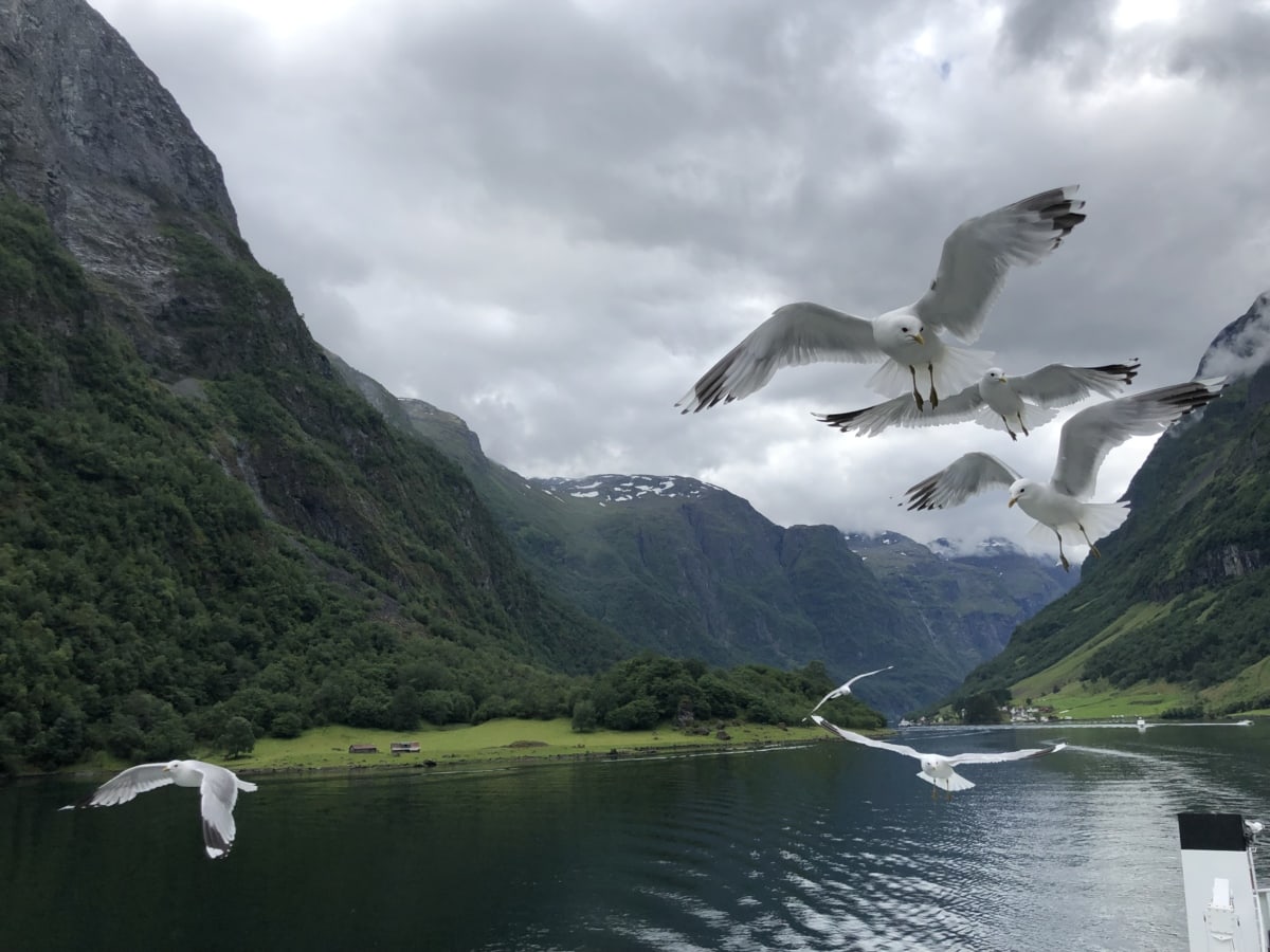 vogel familie, vogel watcher, vliegen, viaduct, Meeuwen, gletsjer, landschap, meer, Bergen, berg