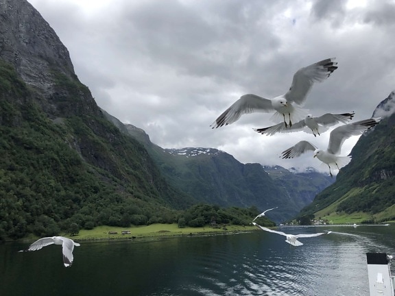 bird family, bird watcher, flying, flyover, seagulls, glacier, landscape, lake, mountains, mountain