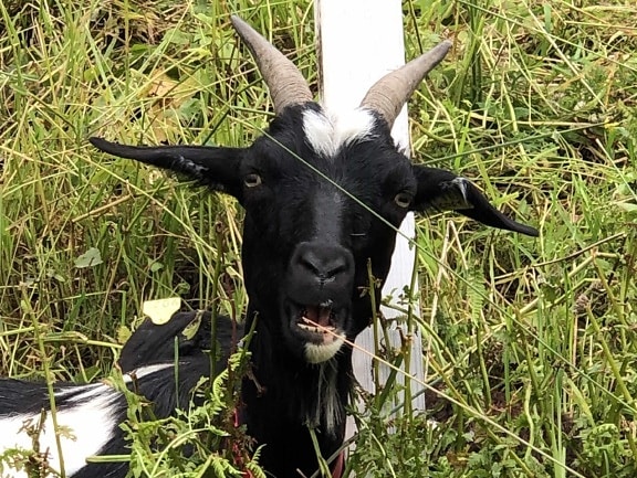 curious, goat, green grass, head, horn, livestock, grass, nature, field, farm