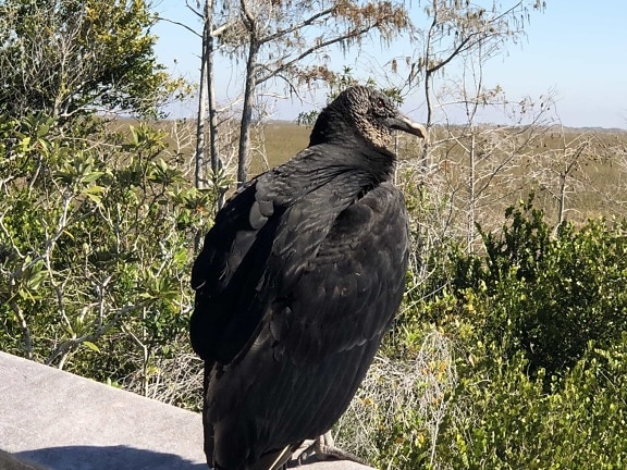black, side view, vulture, beak, animal, bird, wildlife, nature, wild, outdoors