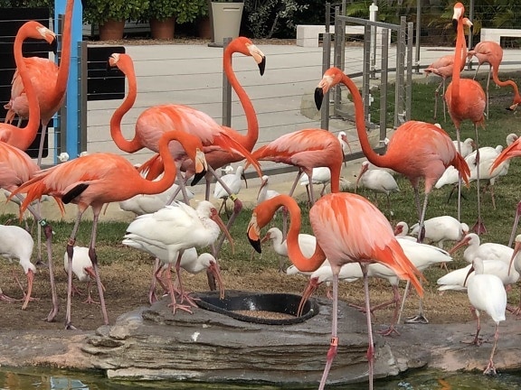 burung air, foto yang indah, Flamingo, objek wisata, kebun binatang, burung, satwa liar, liar, burung, paruh