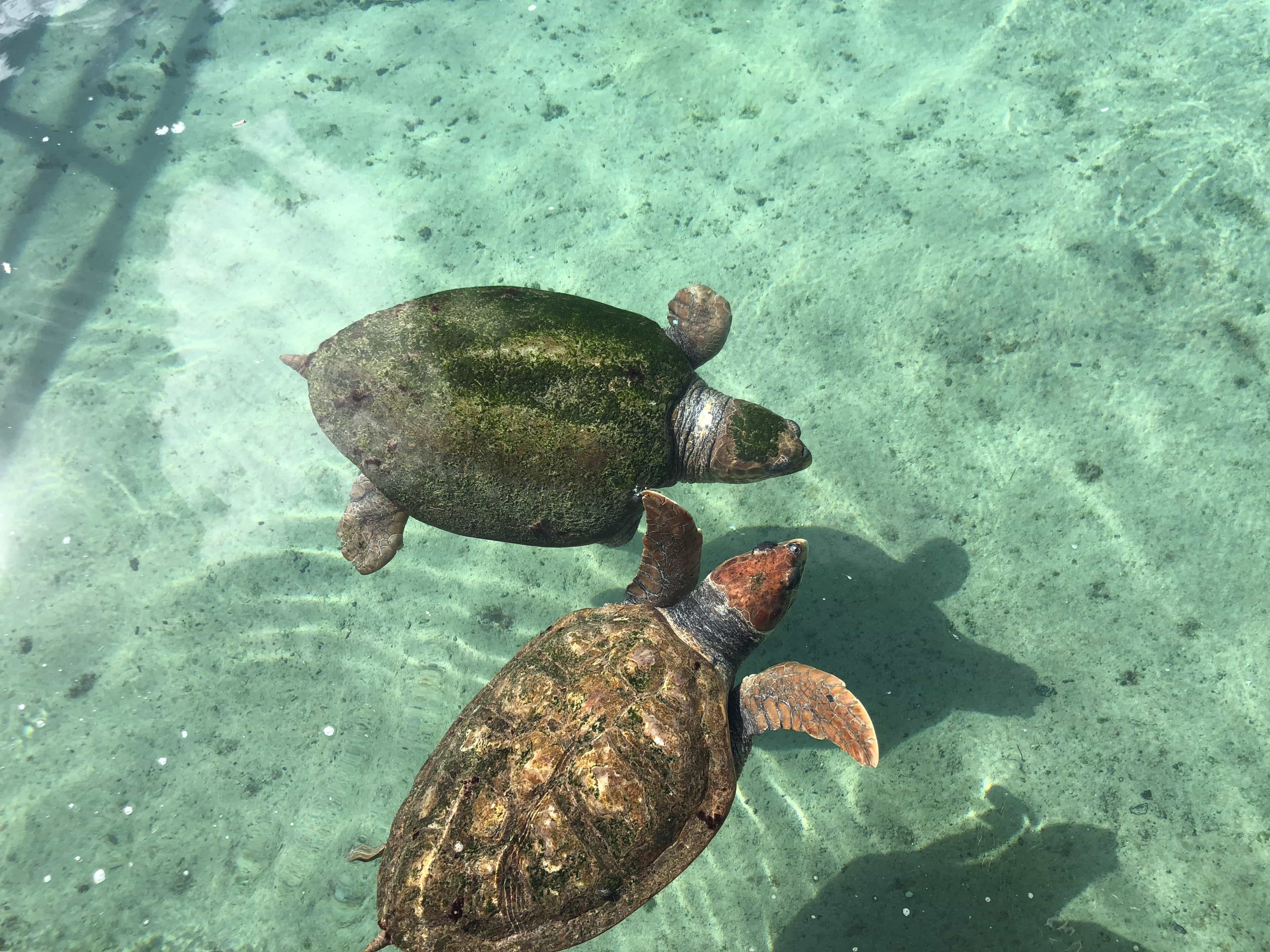Плавающая в море черепаха 5. Морская черепаха. Черепаха в океане. Океаническая черепаха Sao. Море черепаха.