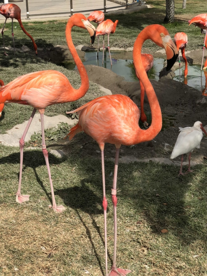 Flamingo, burung air, burung, satwa liar, burung, paruh, burung, alam, leher, hewan