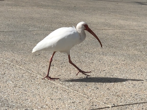Goede Gratis afbeelding: witte ibis vogel HE-43