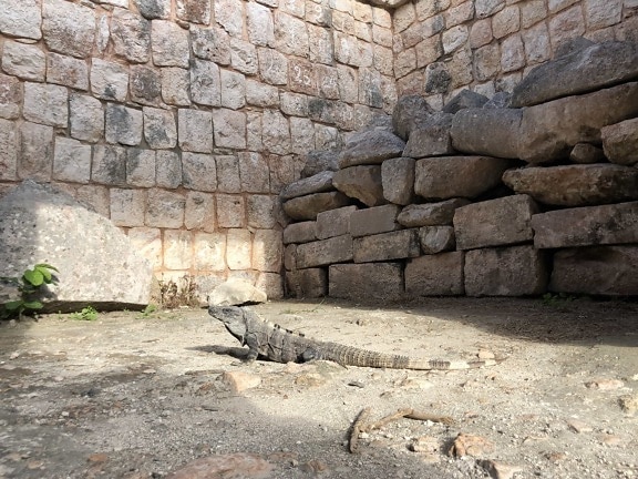 lizard, stone wall, rough, architecture, texture, brick, surface, old, stone, wall